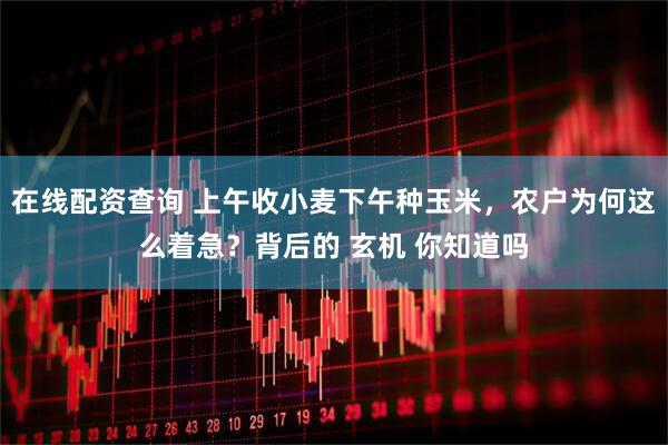 在线配资查询 上午收小麦下午种玉米，农户为何这么着急？背后的 玄机 你知道吗